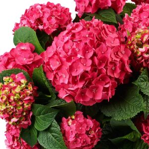 Гортензія крупнолиста Endless Summer Love Red