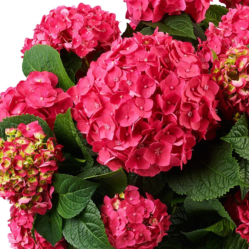 Гортензія крупнолиста Summer Love Red Гортензія крупнолиста Endless Summer Love Red
