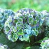 Гортензія крупнолиста Revolution Blue