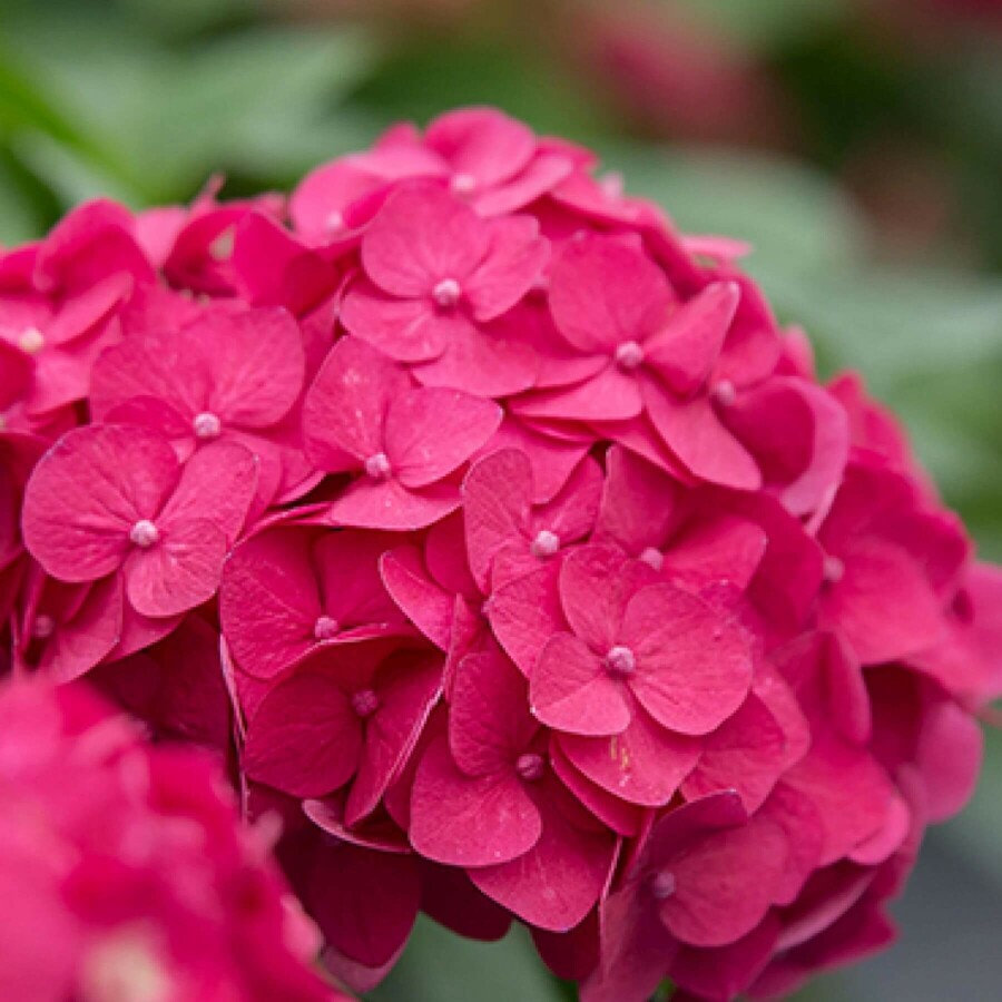 endless-summer-hortensia-hydrangea-macrophylla-summer-love-red-struik
