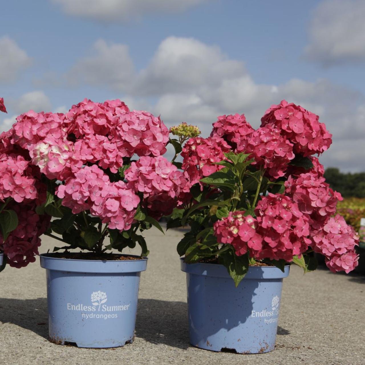 hydrangea-macrophylla-summer-love