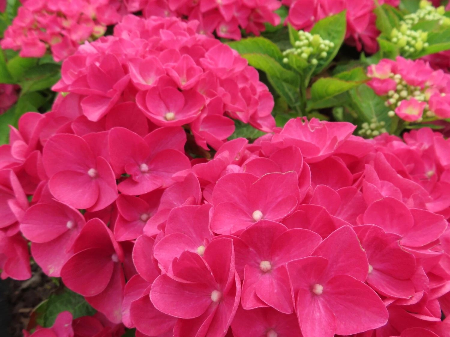 124658-4_hydrangea-macrophylla-rebellion-dark-pink-love-20240702-1