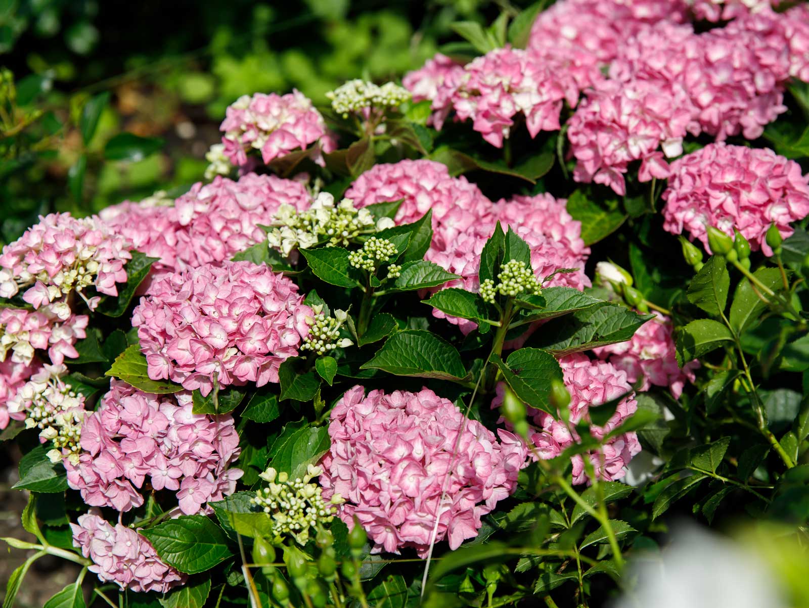 Forever-Ever-Hortbux-Roze-2-1600-1zu1-3