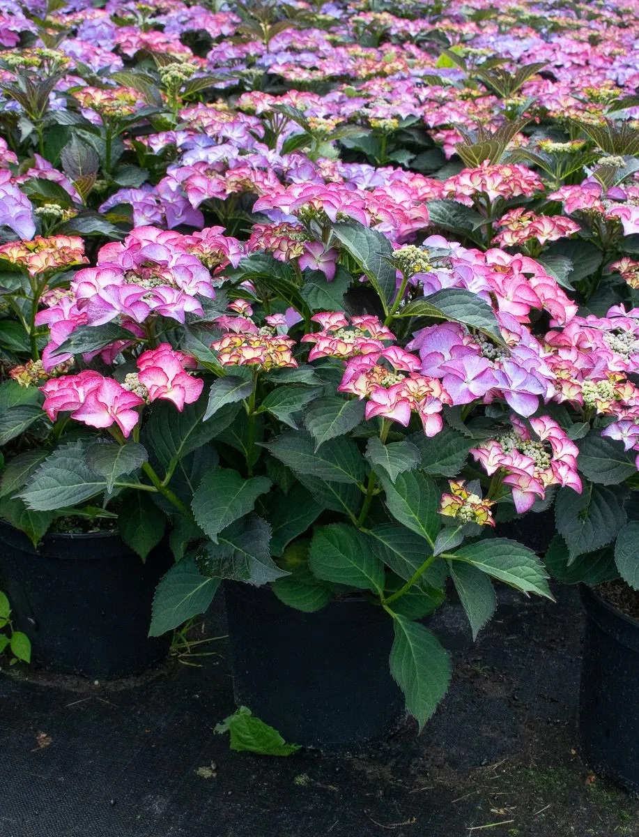 Hydrangea-macrophylla-Tiffany-Purple-191729-JH-01_origin_img