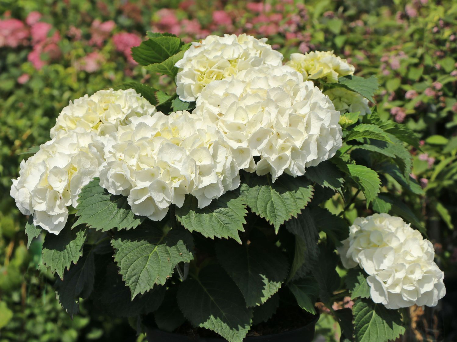 Ballhortensie ‘Crystal Palace’ – Hydrangea macrophylla ‘Crystal Palace’
