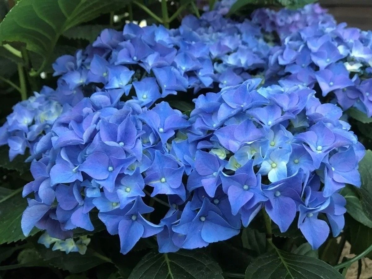 hortensia-macrophylla-early-blue-boerenhortensia-b