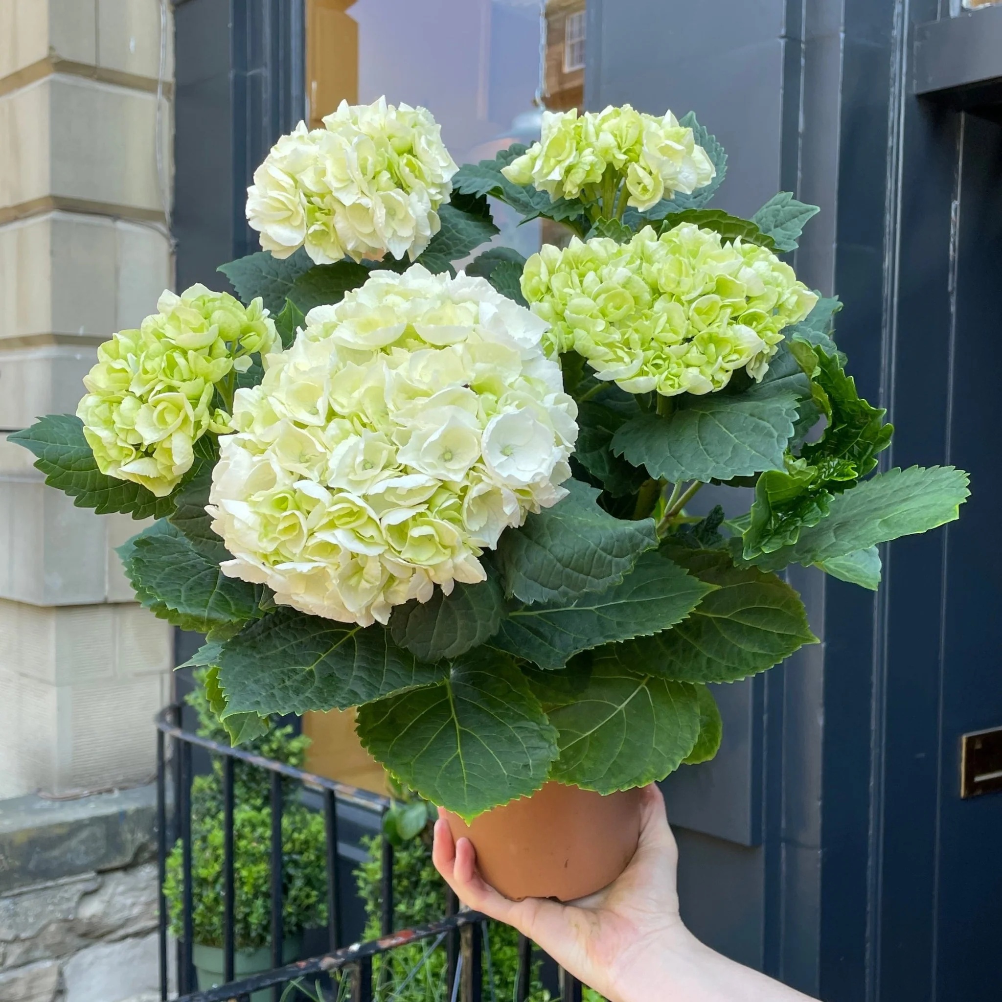 hydrangea-crystal-palace-518272