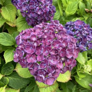 Гортензія крупнолиста Rosie Purple