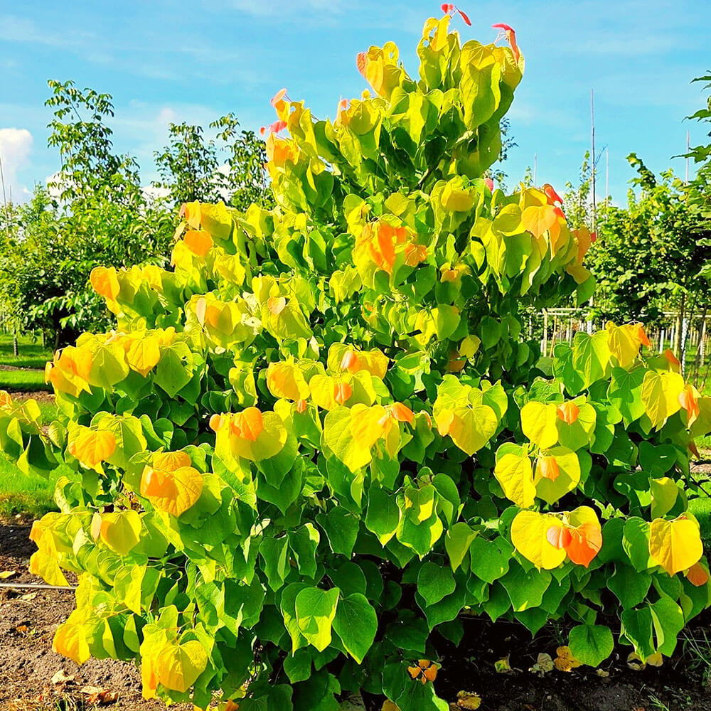3303348_Cercis_RisingSun