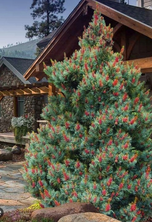 Sosna-drobnokwiatowa-Pinus-parviflora-Saphir-NA-BIG-BONSAI-Kod-producenta-Pinus-parviflora-Saphir-C5