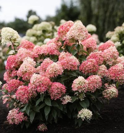 hydrangea-paniculata-living-little-love-lcno20-400×426