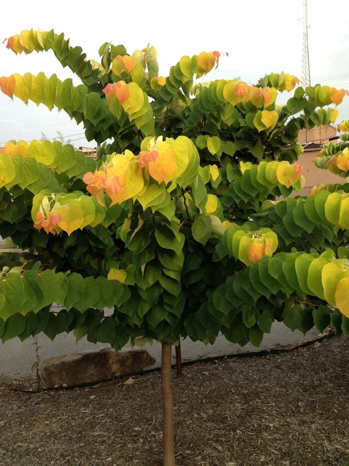 when-to-plant-a-rising-sun-redbud-tree-v0-xplcfmt2dt0d1