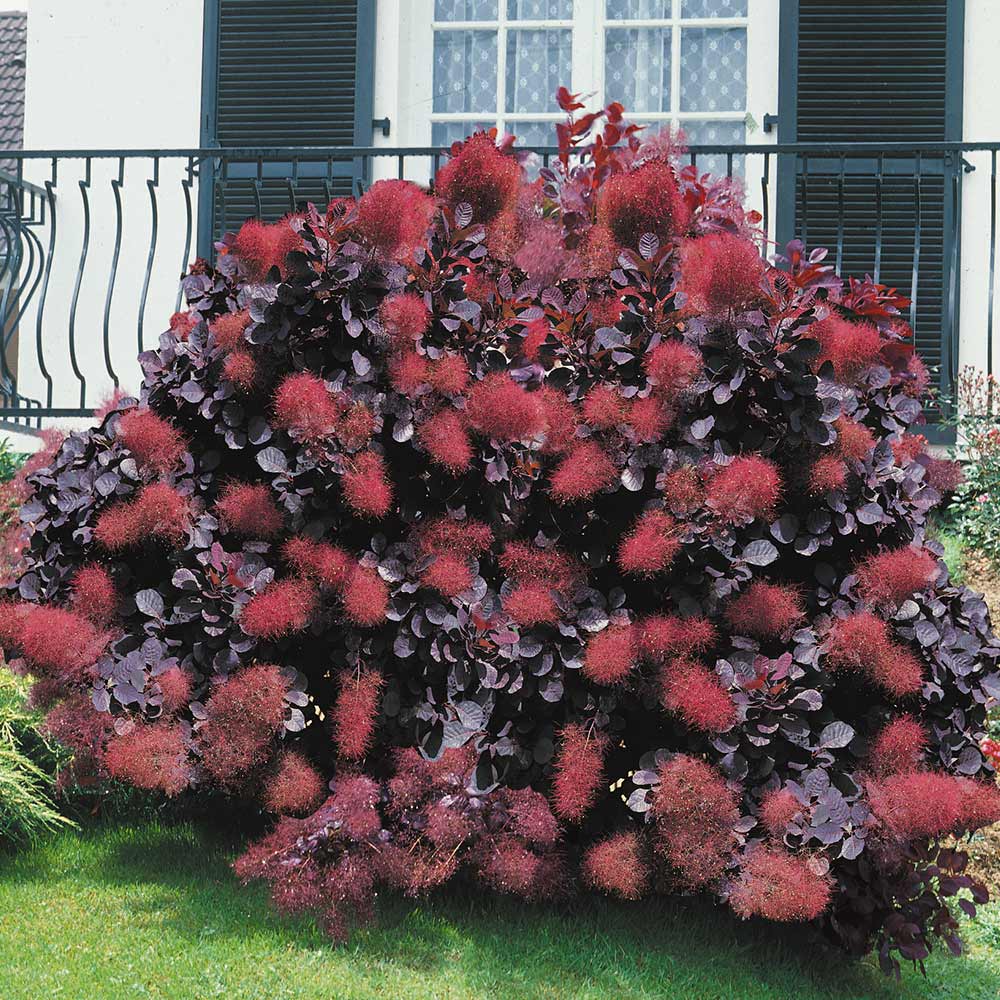100.-cotinus-coggygria-_royal-purple_