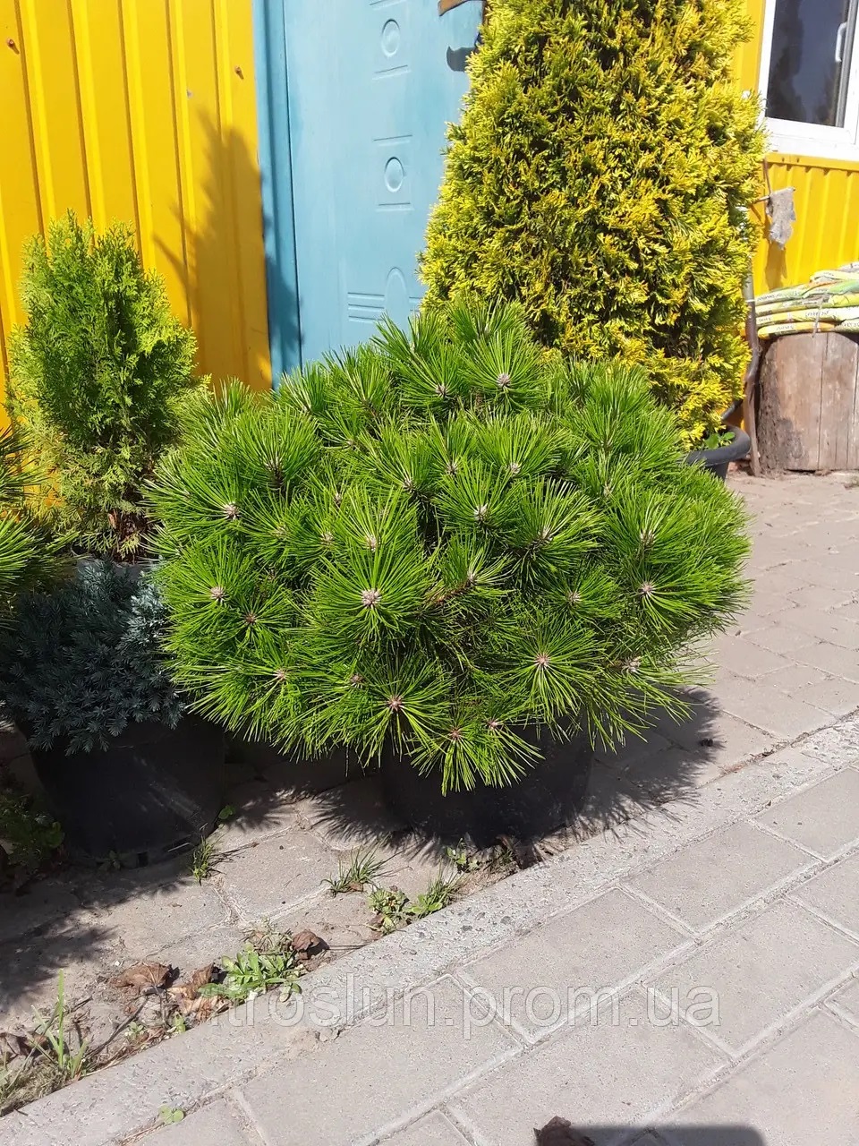 1943351962_w640_h640_sosna-gustotsvetkovaya-pinus