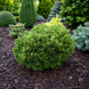 Сосна звичайна Treasure