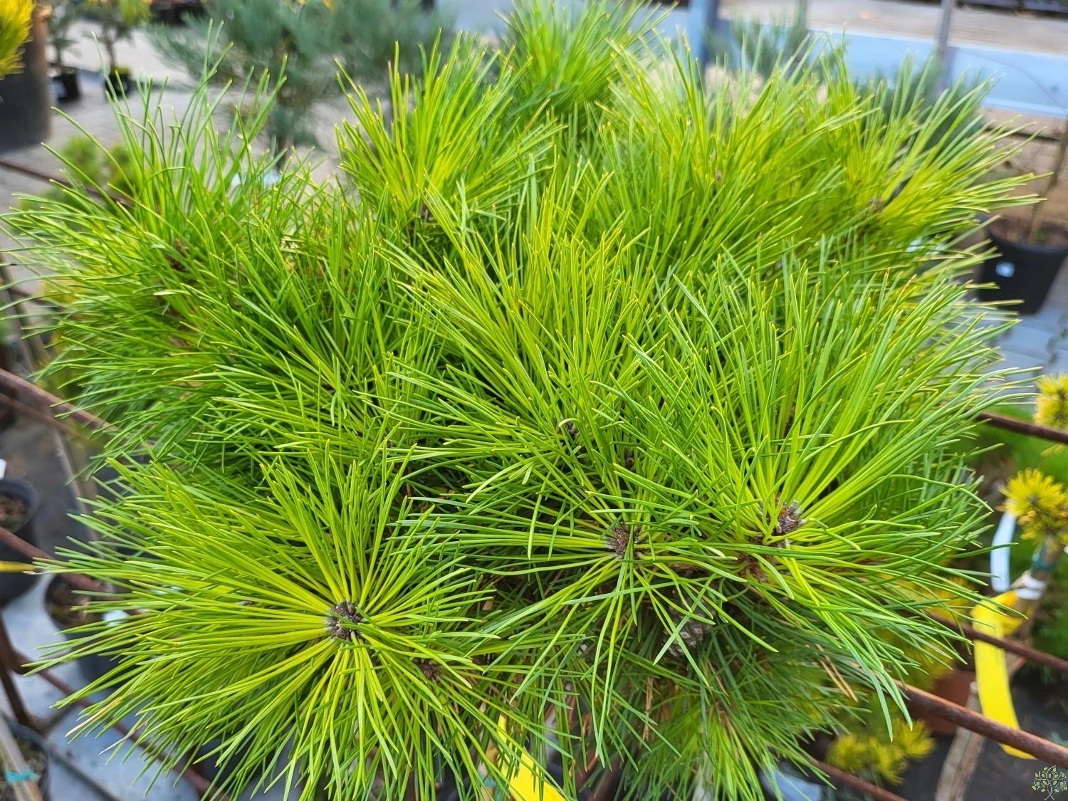 95792_pinus-densiflora–pendwick-1