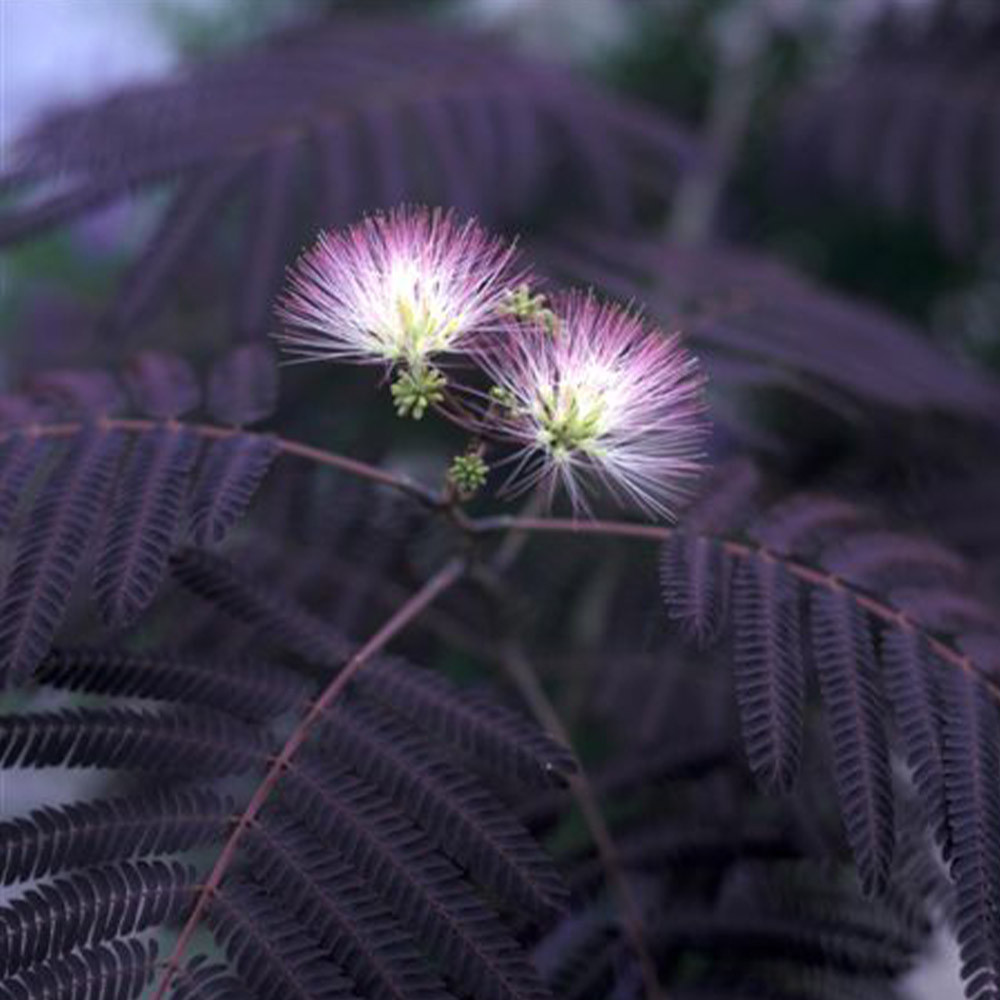 Albizia-Summer-Chocolate_0003482_2__83609