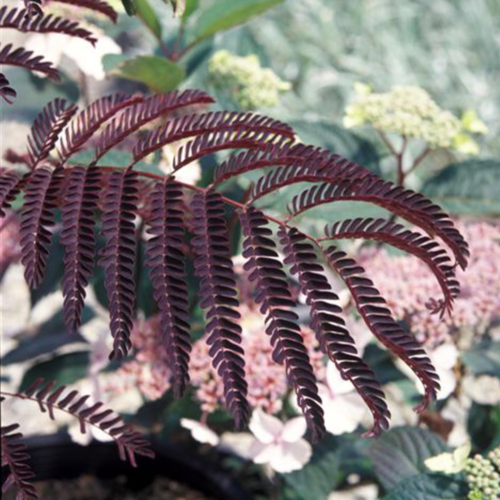 Albizia-Summer-Chocolate_0003482__99964