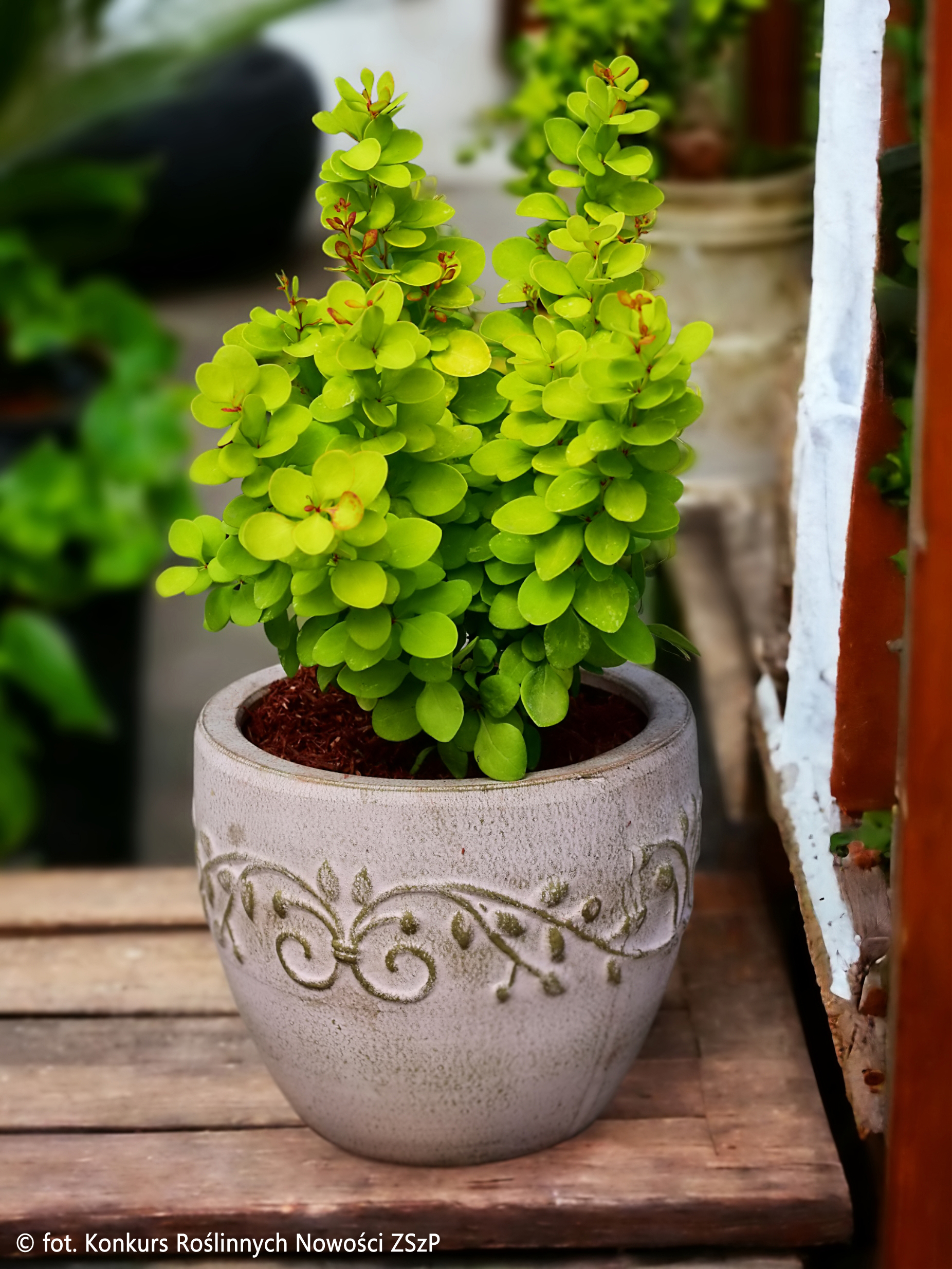 Berberis-thunbergii-‘Neon-Gold-1-Fot.-Materialy-Konkursu-Roslinnych-Nowosci-ZSzP