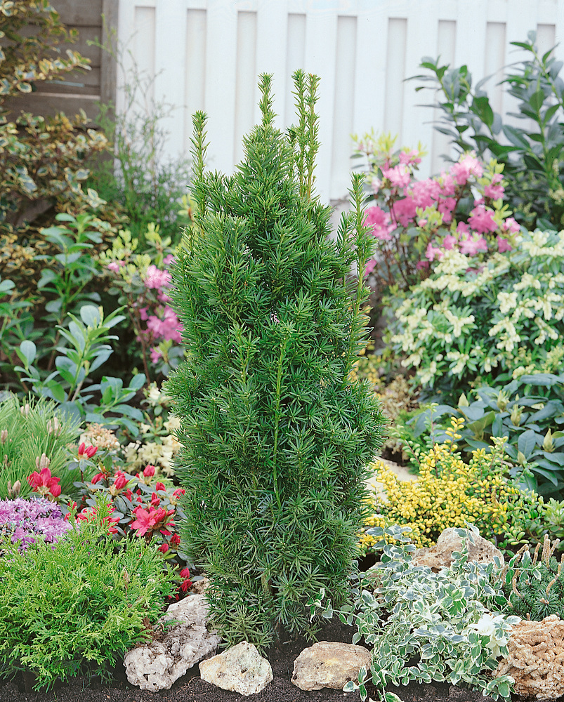 Taxus x media Viridis