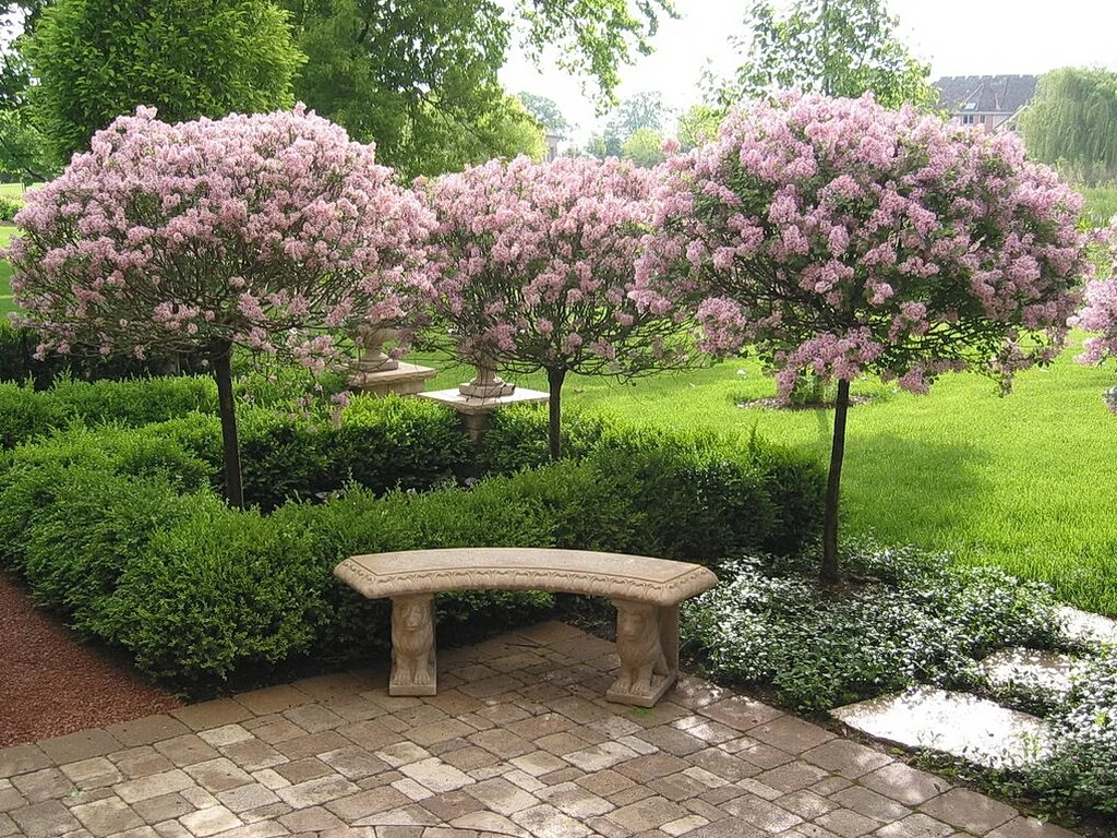 Syringa-Meyeri-Palibin4