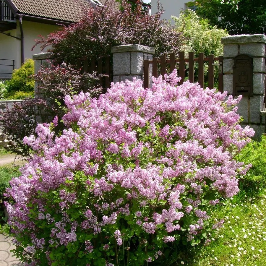 Syringa-meyeri-Palibin-4