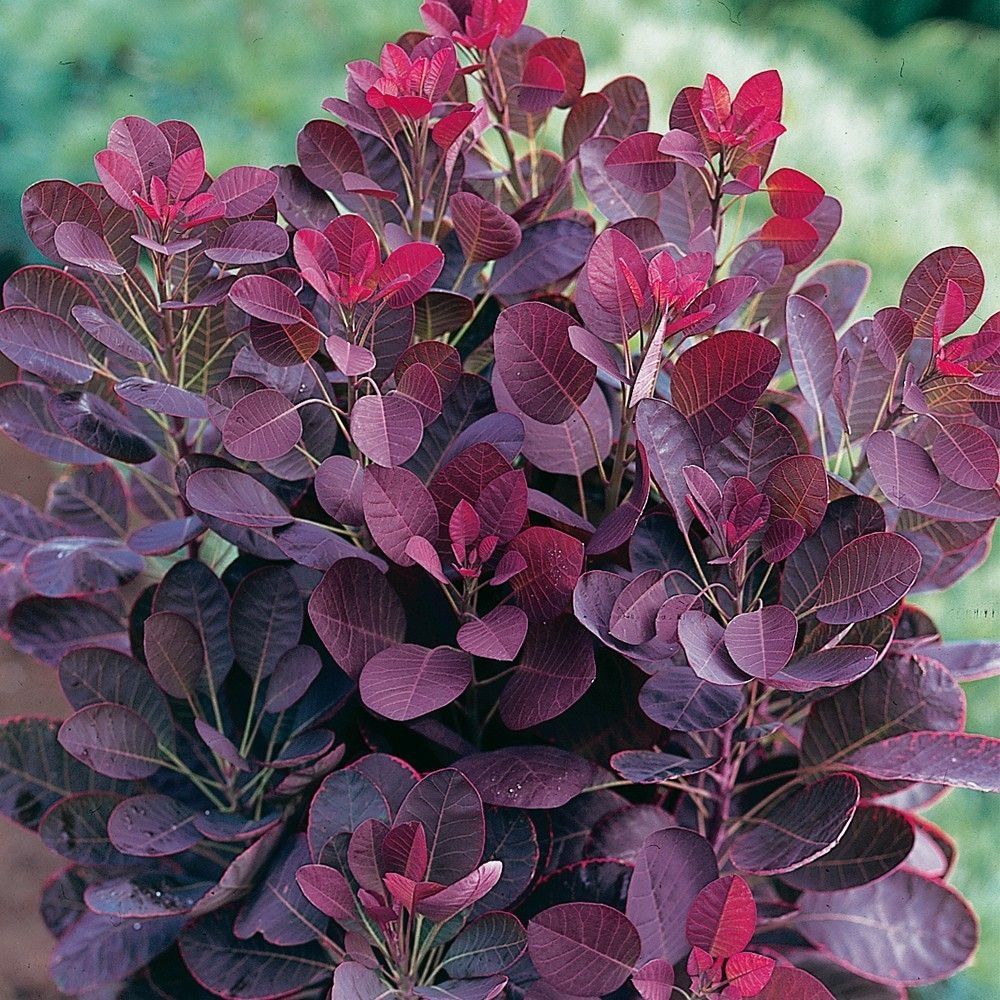cotinus-lilla-1