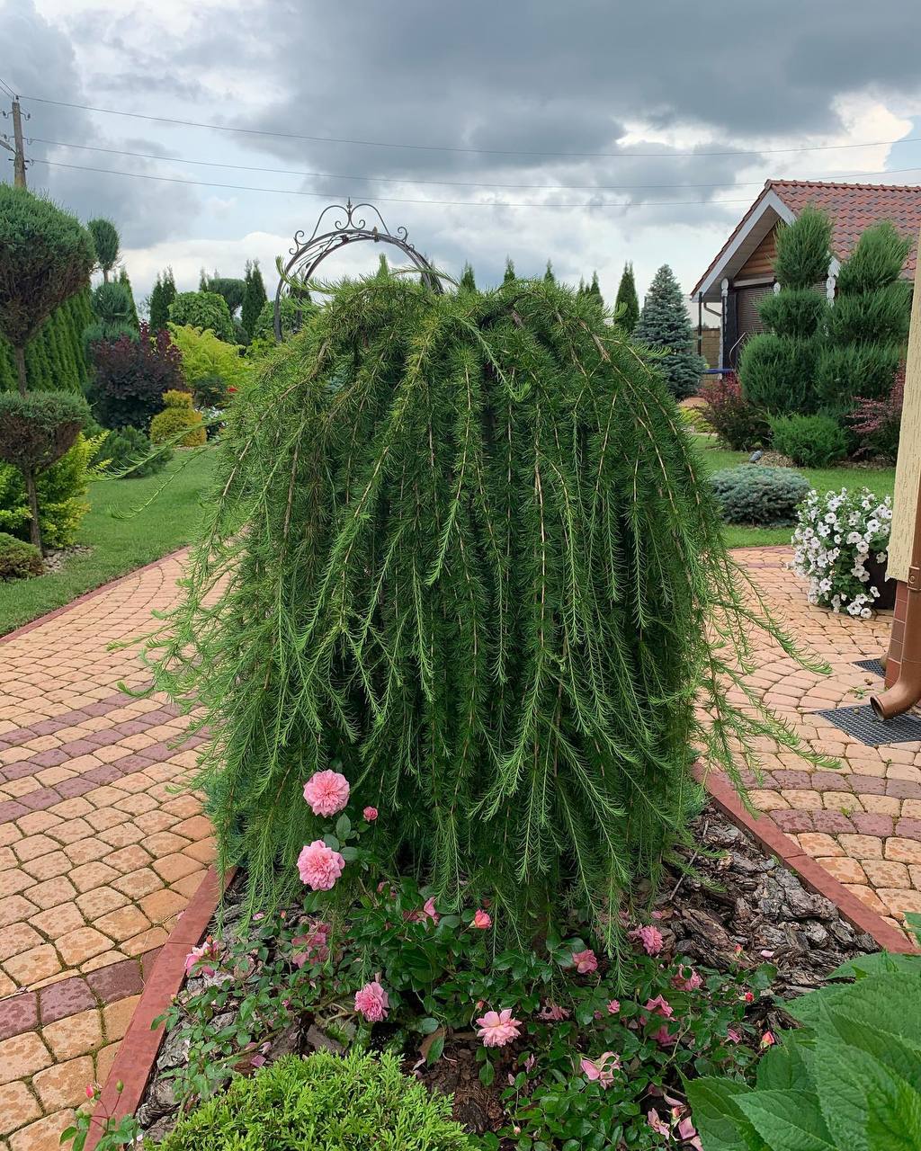 larix-pendula