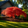 Клен японський Orangeola