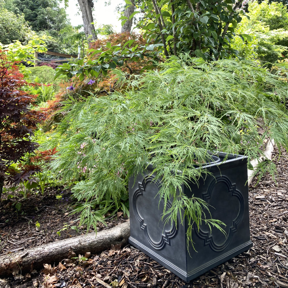 Acer-palmatum-Ellen