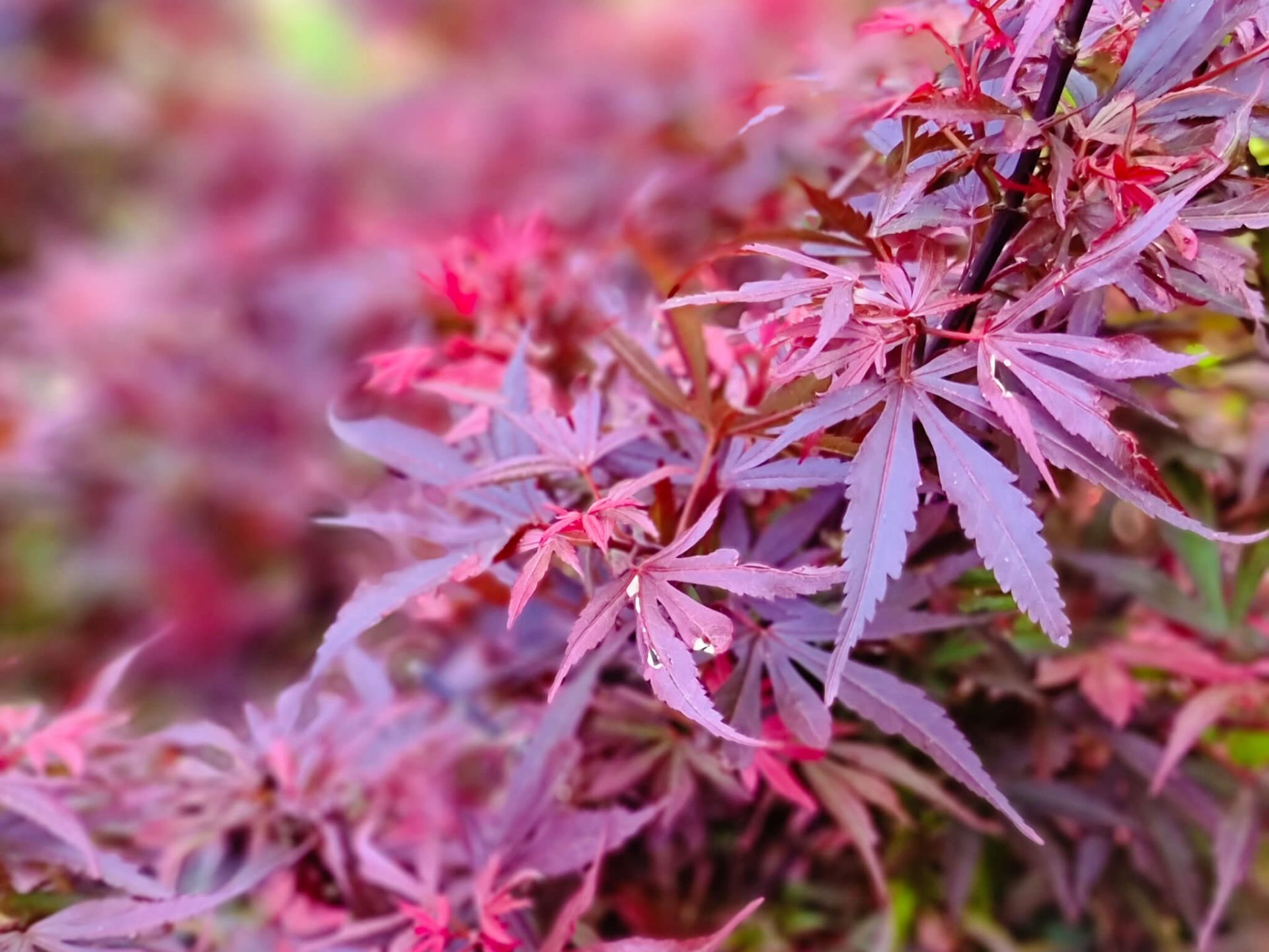 Acer-palmatum-shaina