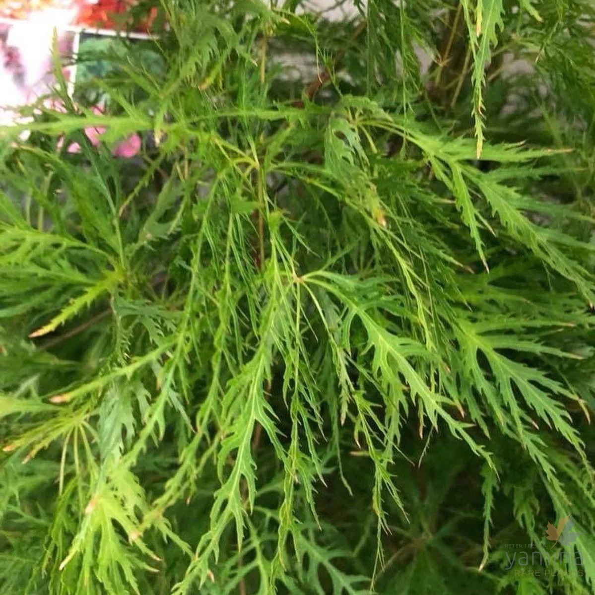 Acer_palmatum_Dissectum_Ellen_2