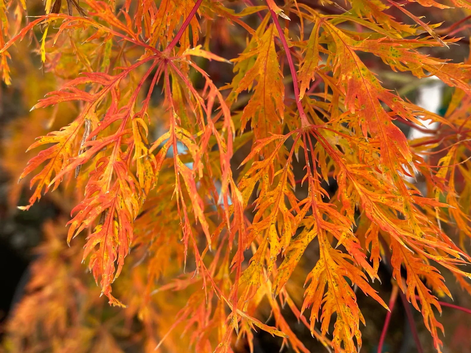 Acer_palmatum_Ellen_Japanese_Maple1