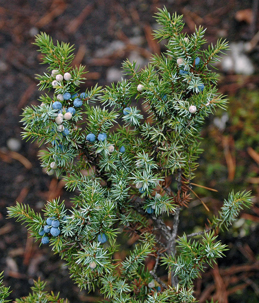 Juniperus communis var. saxatilis