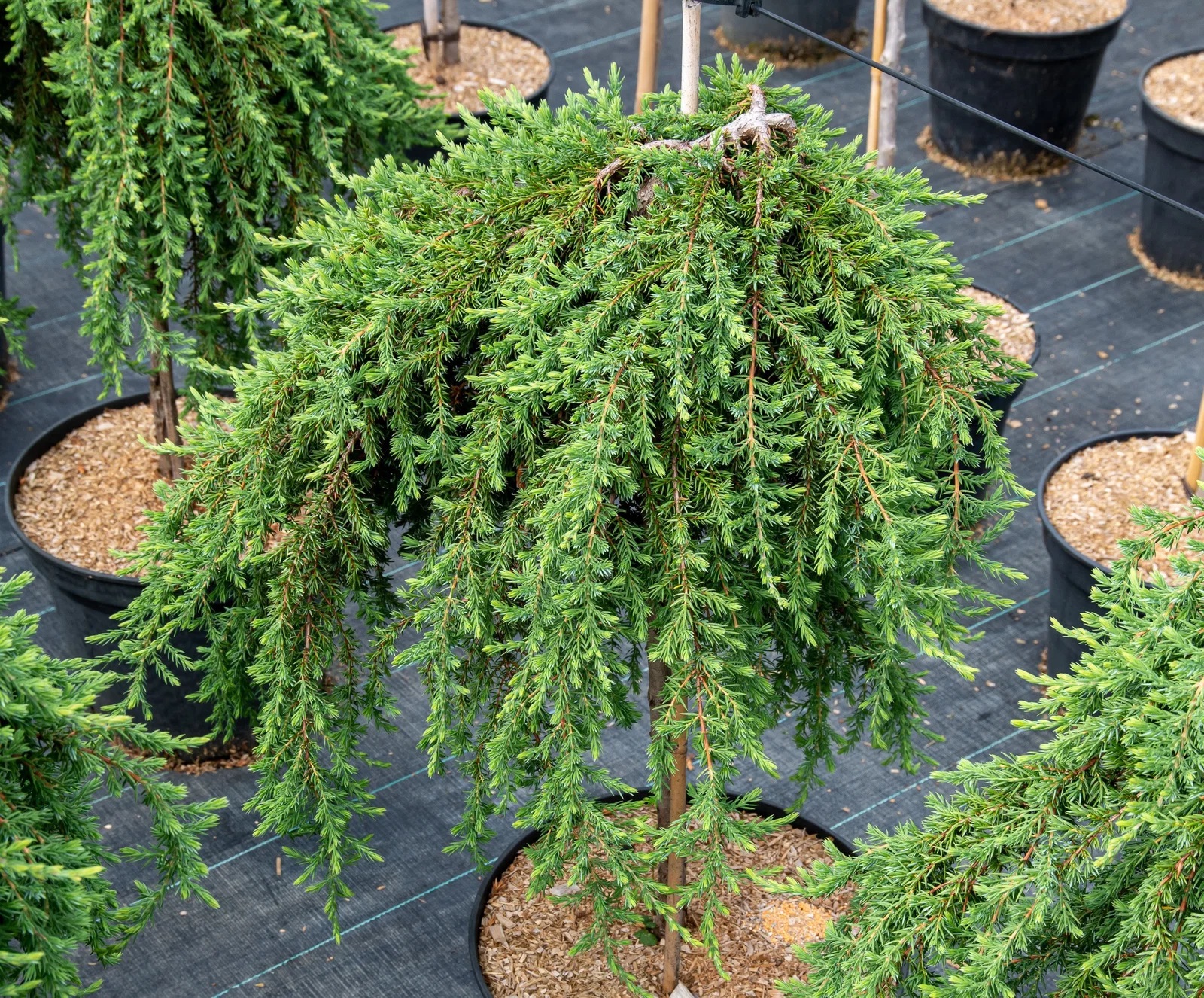 Juniperus-communis-Green-Mantle-194966-01-2