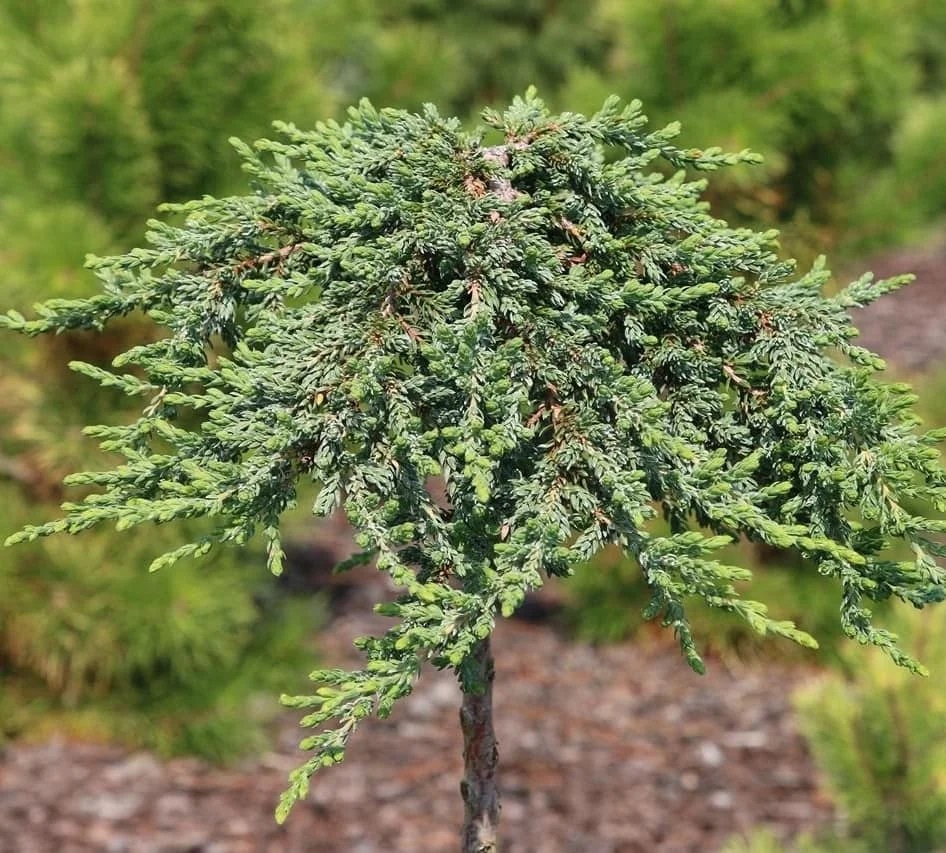 Ялівець звичайний Green Mantle Ялівець звичайний Green Mantle
