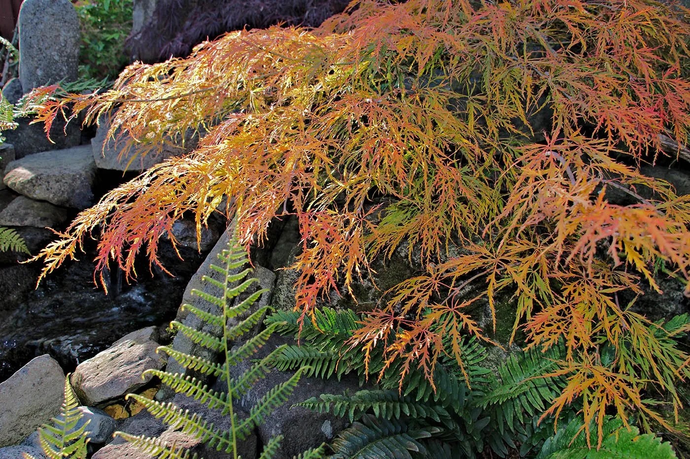 acer-ellen-SH-3
