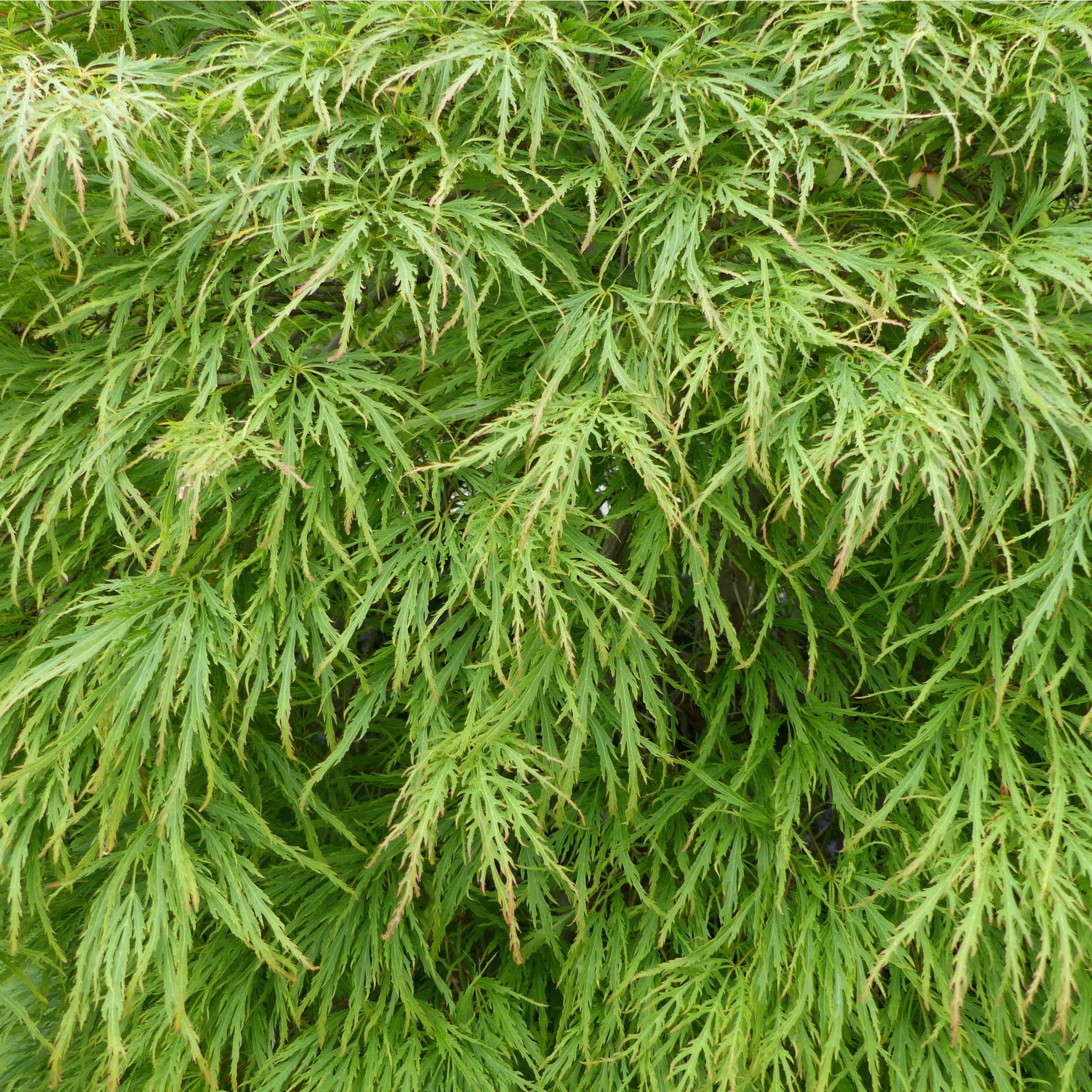 acerdissectum_5000x