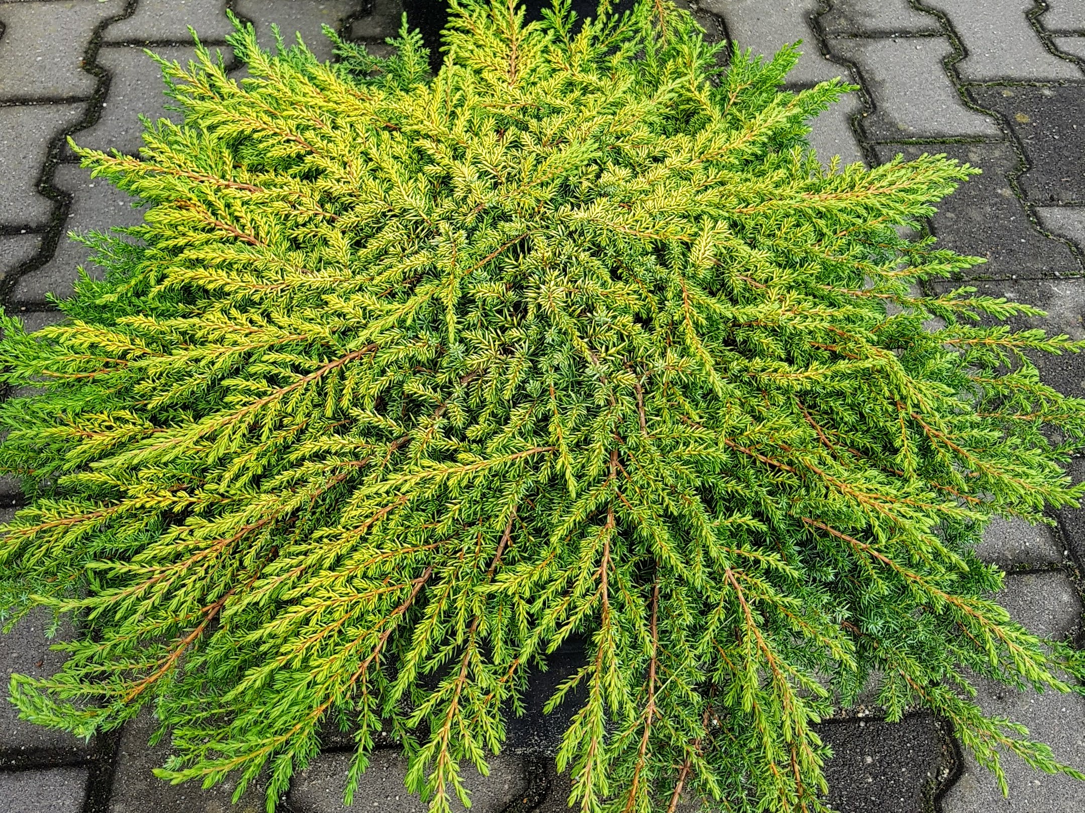 juniperus-communis-lemon-carpet