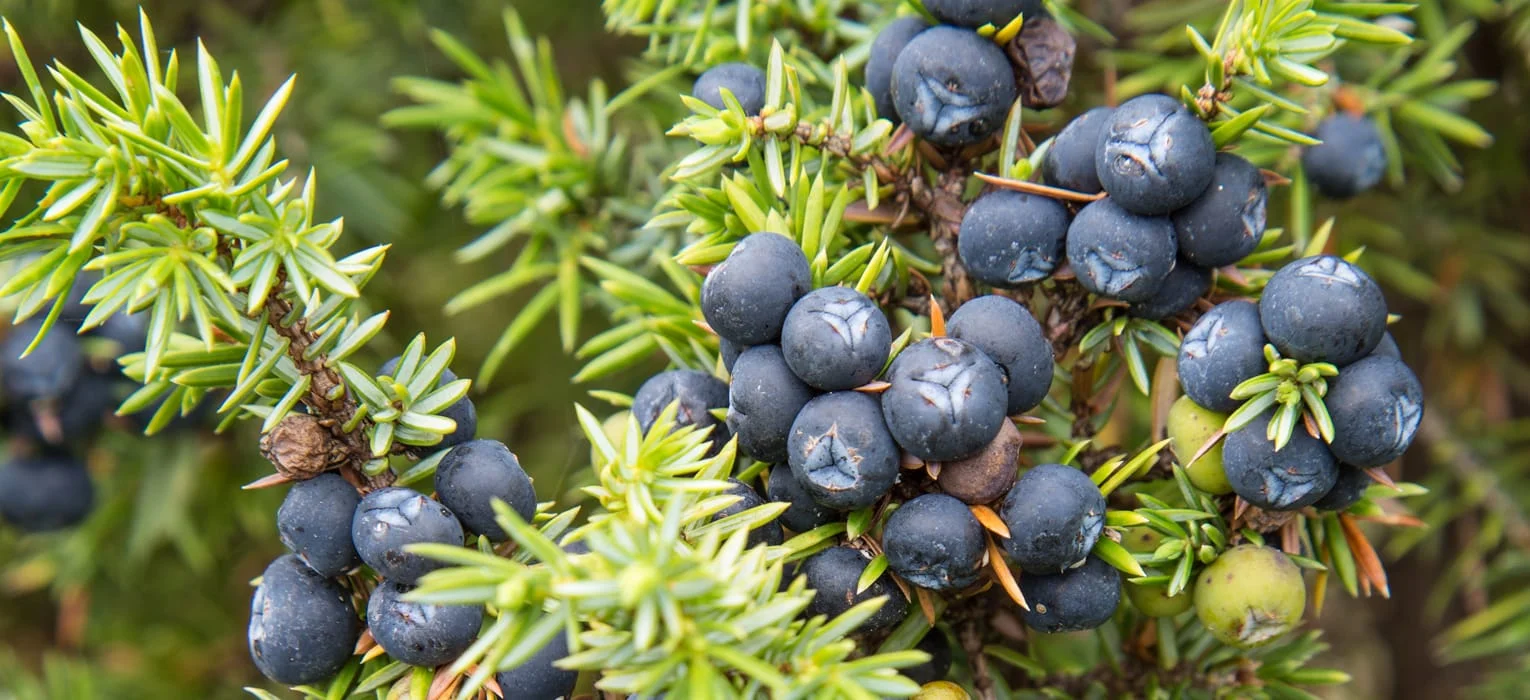 ns-juniperus-sibirica-featured-image