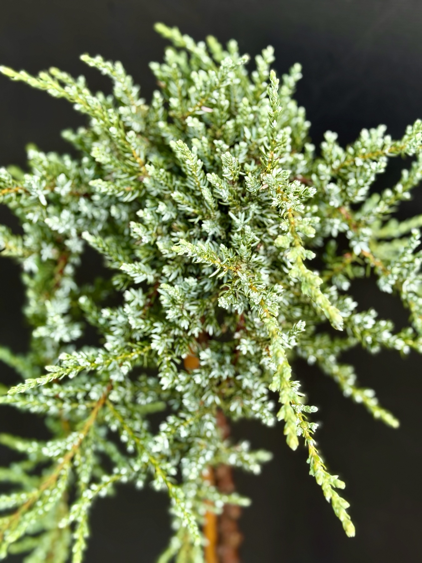 ялівець-штамбовий-communis-var.Sibirica-C7.5.jpg-2