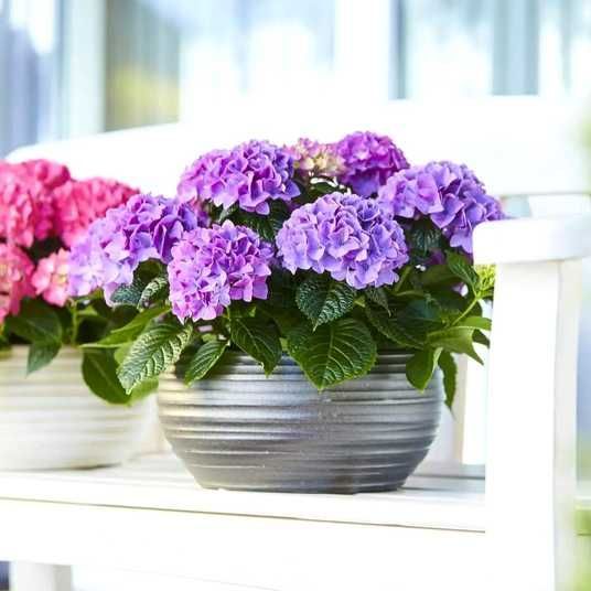 hortenziia-tabletensiia-purpl-79860621687341