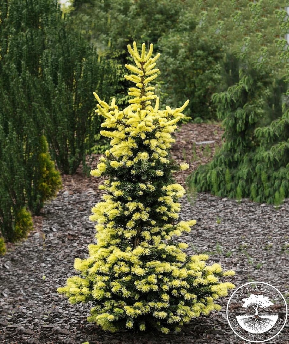 picea-pungens-maigold-